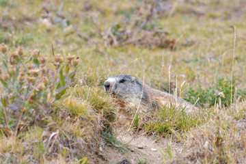 Fototapeta premium La marmotta veglia all'ingresso della tana