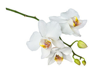 Moth orchid on white