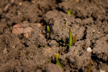Small green plant sprouts on gray dry ground