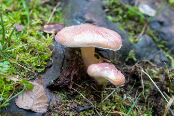 Mushroom growing in the forest