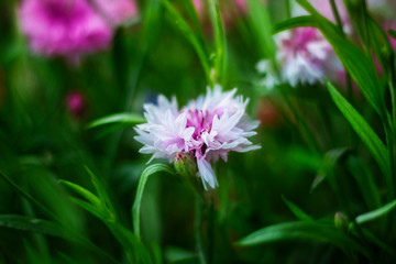 Obraz premium pink flower