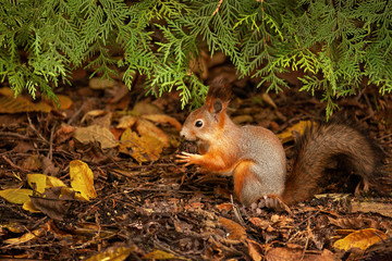 Naklejka na ściany i meble squirrel in the forest or park makes reserves for the winter, furry animal