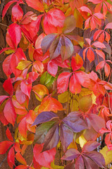 Fototapeta na wymiar Autumn leaves of five leaved ivy