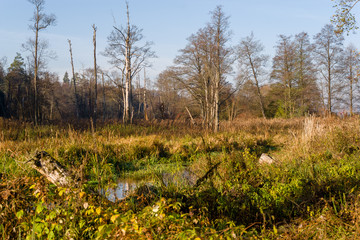 Złota Polska Jesień nad rzeką Supraśl, Podlasie, Polska