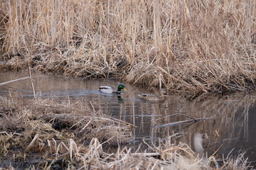 Mallard chasing 