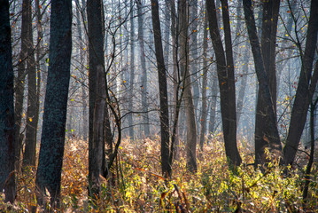 Fototapeta premium Złota Polska Jesień nad rzeką Supraśl, Podlasie, Polska