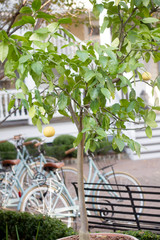 Fototapeta na wymiar bicycle by lemon tree