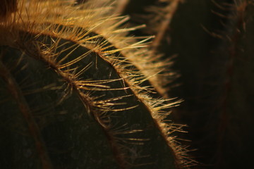 Colourful and thorny mediterranean flowering plants and cactus