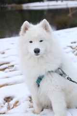 Fototapeta premium samoyed dog in snow