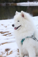 Obraz premium samoyed dog in snow
