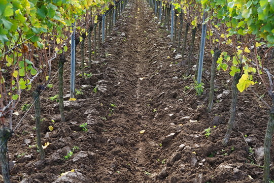 Frisch gepfl&uuml;gter Boden eines Weingartens