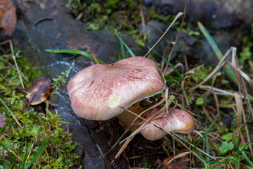 Mushroom growing in the forest