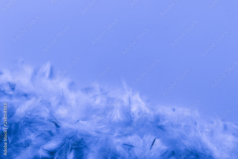 Wall mural beautiful abstract purple and blue feathers frame on darkness background and colorful soft white pin