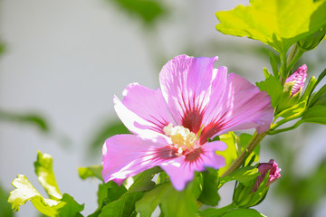 Hibiskus Hibiscus © Susi Pang