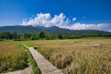 Fototapeta na wymiar Elevated wooden trail to cross swampy lands with large mountains and blue sky in the background.