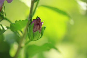 Hibiskus Hibiscus © Susi Pang