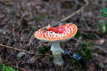 Fly agaric in the forest