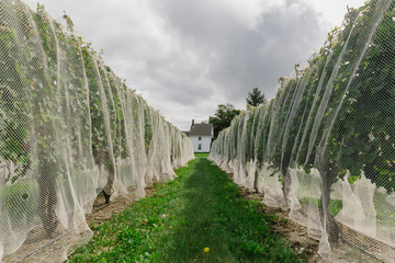 Bird Netting at Wine Vineyard in Summer