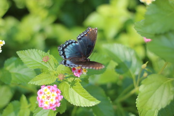 butterfly on a flower