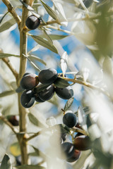 olive branch, olive tree, olives on the tree. shallow depth of field