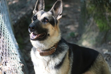 german shepherd dog