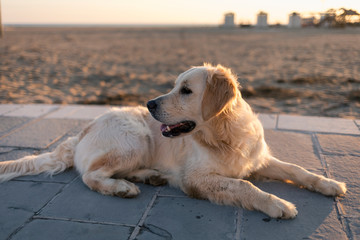 Golden retriever dog having fun at beach
