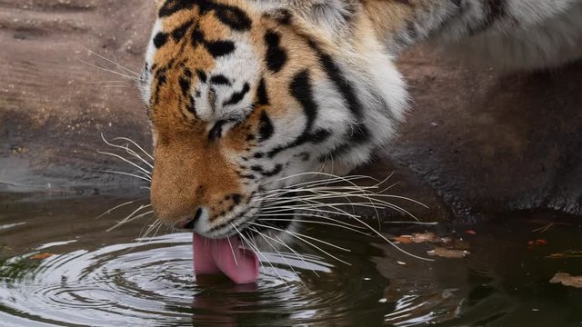 Siberian tiger drinking water