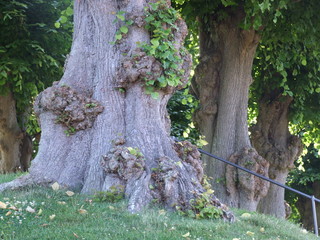 the roots of an old gnarled beech in the summer
