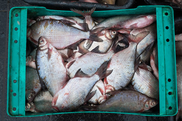 Raw fish