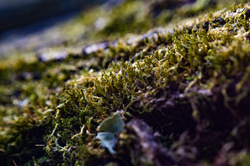 Moss