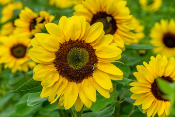 Sonnenblumen Wurmlingen