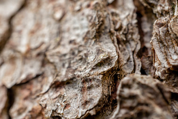 Tree bark macro close up 