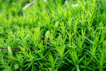 Moss macro close up forest