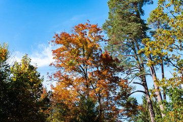 Colorful Tree in german forest