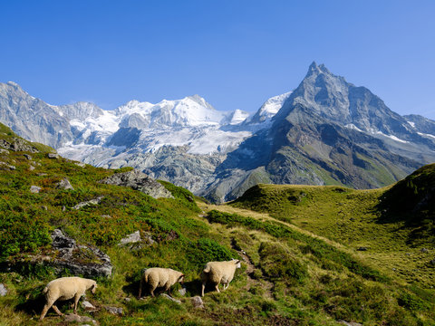 Mountain scenery at Lac d'Arpitetta