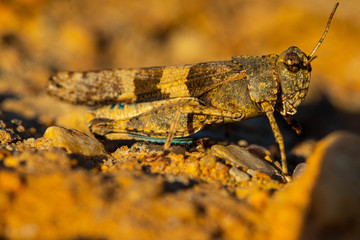 Cricket side Macro - Grille im seitlichen Makro