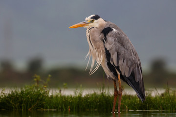 Grey heron at a lake in the late aternoon in Zimanga Game Reserve in South Africa