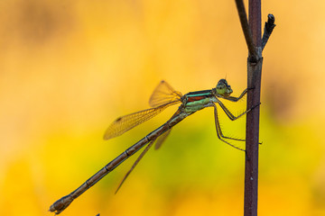 Libelle mit grünem Hintergrund / Dragon Fly with light green Background