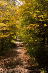 Path of wonders - fall in a bavarian forest