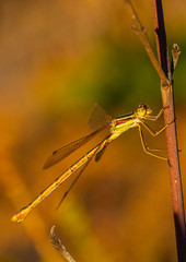 Dragon Fly with green and yellow