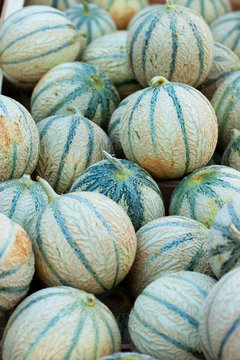 French Melons