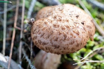 Skin of a Mushroom 