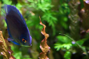 A beautiful blue fish swims among the underwater plants in the ocean. Close up with a bokeh effect. Blurred background with marine life