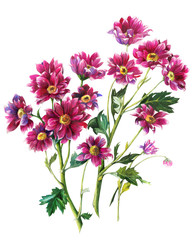 Watercolor hand drawn pink flowers on white background