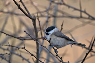 Marsh tit,Poecile palustris