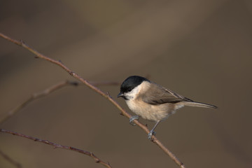 Marsh tit,Poecile palustris