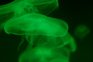 Close up green jellyfish in the ocean. Blurred green background. Free space. Diving and hiking. The...
