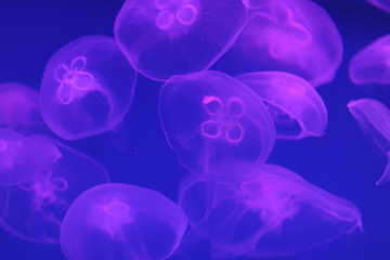 Several blue jellyfish in ocean on a light background of water. Underwater life. Texture and background of the ocean. Tourism and underwater diving. Life in the ocean.