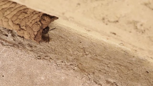 Mud dauber wasp building their nest and interacting