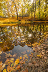 Obraz premium golden autumn
